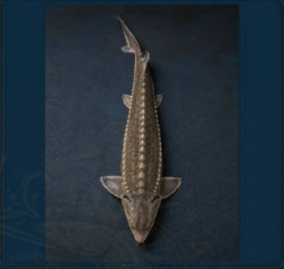Whole Sturgeon