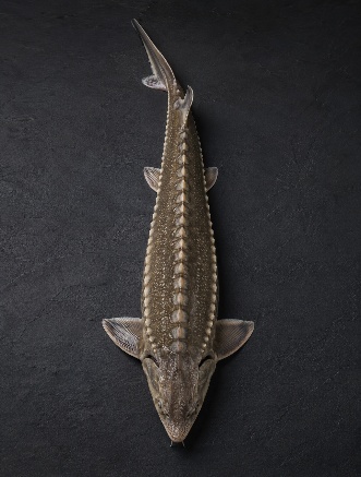 Whole Sturgeon